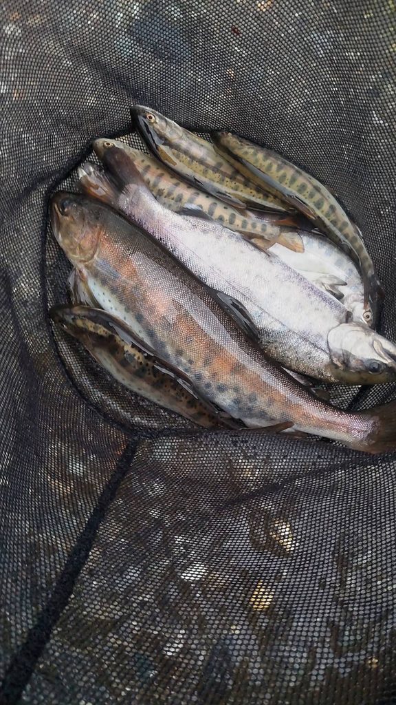 釣れた12匹のヤマメ